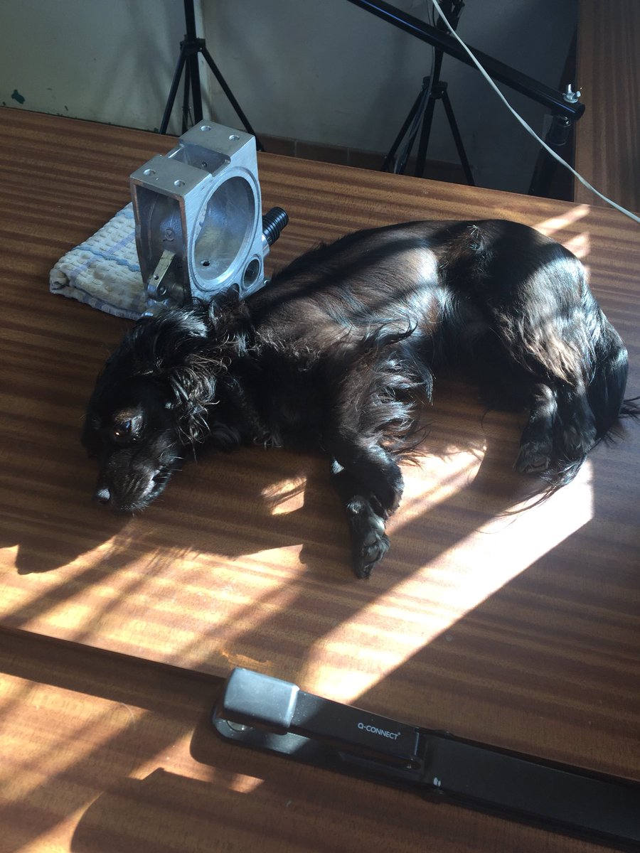 stanton_holly's tweet photo. Mabel , my Rescue Papchi working hard with me in the Office #Crufts #Crufts2018 #Chion #Papchi #rescuedog #cutie https://t.co/tLOK1GxEsc