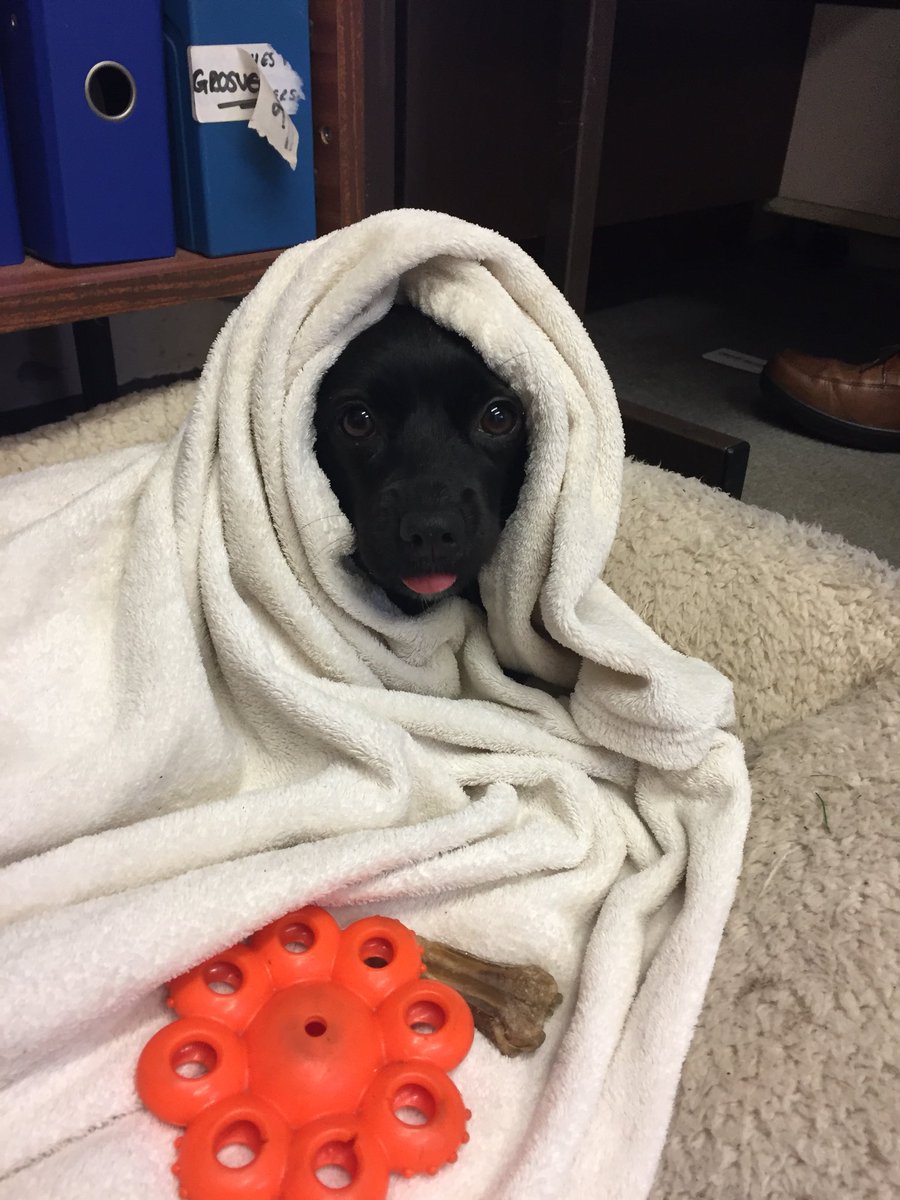 stanton_holly's tweet photo. Mabel , my Rescue Papchi working hard with me in the Office #Crufts #Crufts2018 #Chion #Papchi #rescuedog #cutie https://t.co/tLOK1GxEsc
