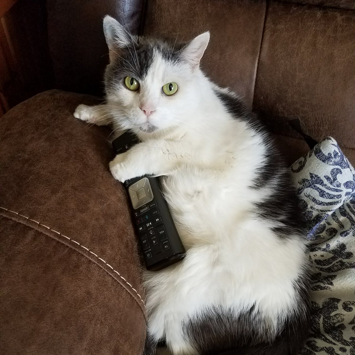 ShadowTheApple's tweet photo. I feel as though I've been away from Twitter for to long enough. So here's my cat... https://t.co/6FFwuOfkeA