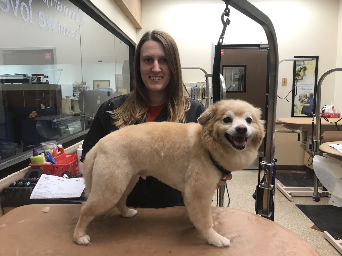 #0576 #northeastgrooming #enj #pomeranian #beforeandafter Becki category : extreme makeover