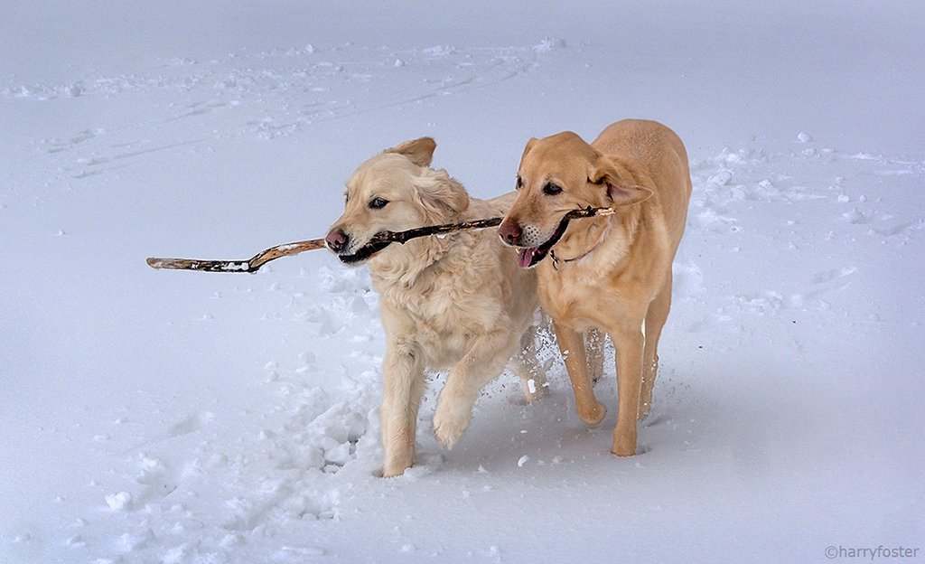 harry_fosters's tweet image. Sophie and her friend Gucci playing on the River this afternoon. Then they stopped, and stared at the dark snow squall heading our way. These squalls came often this afternoon. #backtowinter #Retrievers #dogsoftwitter