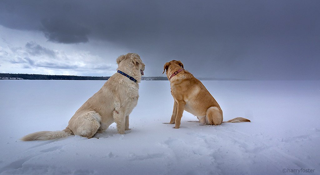 harry_fosters's tweet image. Sophie and her friend Gucci playing on the River this afternoon. Then they stopped, and stared at the dark snow squall heading our way. These squalls came often this afternoon. #backtowinter #Retrievers #dogsoftwitter