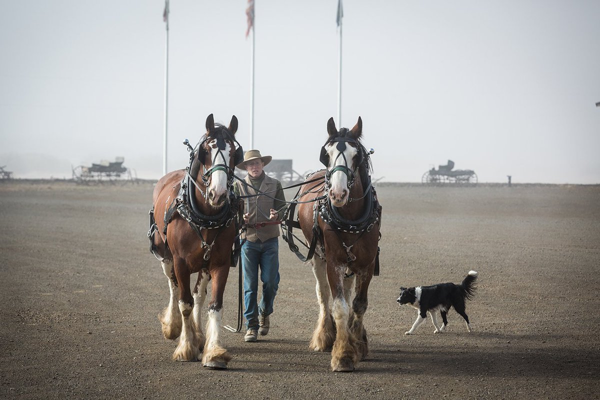 SilviesRetreat's tweet photo. A pair of Clydesdales having a walkabout. Feeling light in their steps without the carriage attached. #SilviesSimplyAmazing #GettingThoseSteps https://t.co/5iwENygqQJ