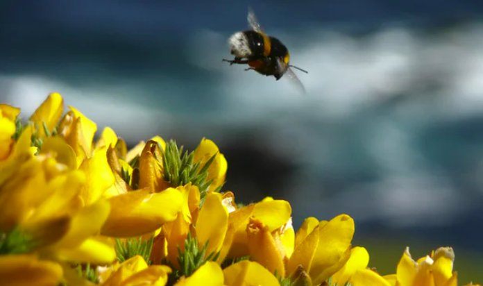 animalechochamb's tweet photo. Recent analysis from EU’s scientific risk assessors finds neonicotinoid pesticides pose a serious danger to all bees, making it highly likely the pesticides will be banned from all fields across the EU when nations vote on the issue this month https://t.co/pWVOBqiiDA #savethebees https://t.co/gusD5j1AyU