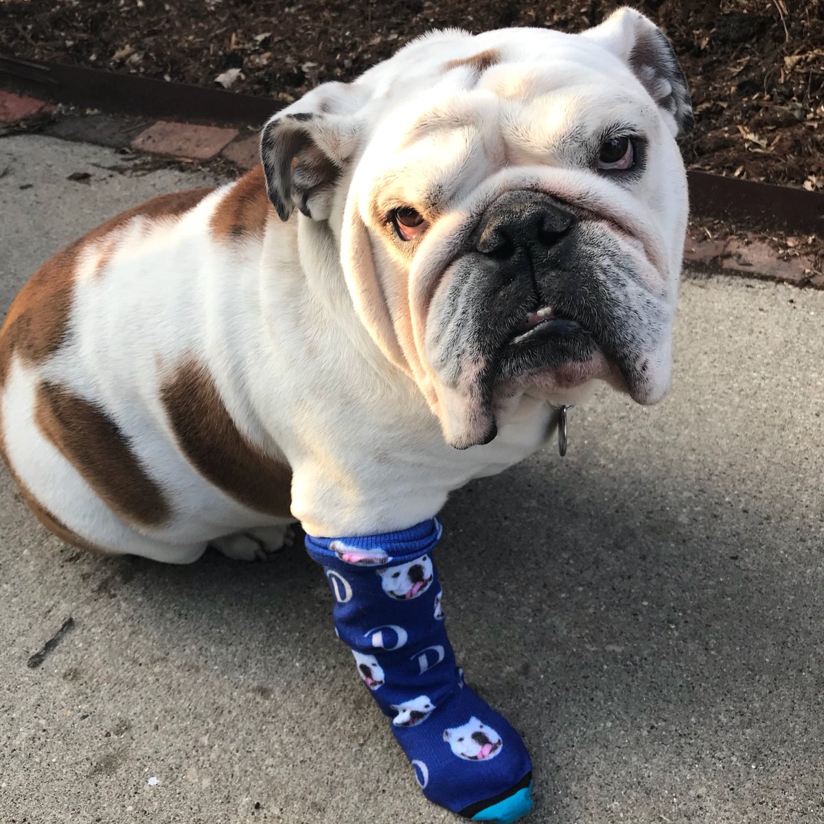 DrakeUGriff's tweet photo. Who’s got no thumbs but super awesome, limited edition #griffsocks ? THIS GUY. Thanks, @DrakeAlumni ! I’m wearing them EVERYWHERE. https://t.co/Xa27I4Brd7