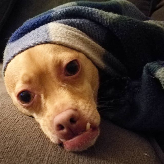 stbloomfield's tweet photo. I have so many photos of Reggie like this. He'll get under the blanket then pop his head out when he thinks he's missing something #chug #chuglife #dogsofinstgram#underbiteunite #underbiteunite https://t.co/2zDEynlc5K