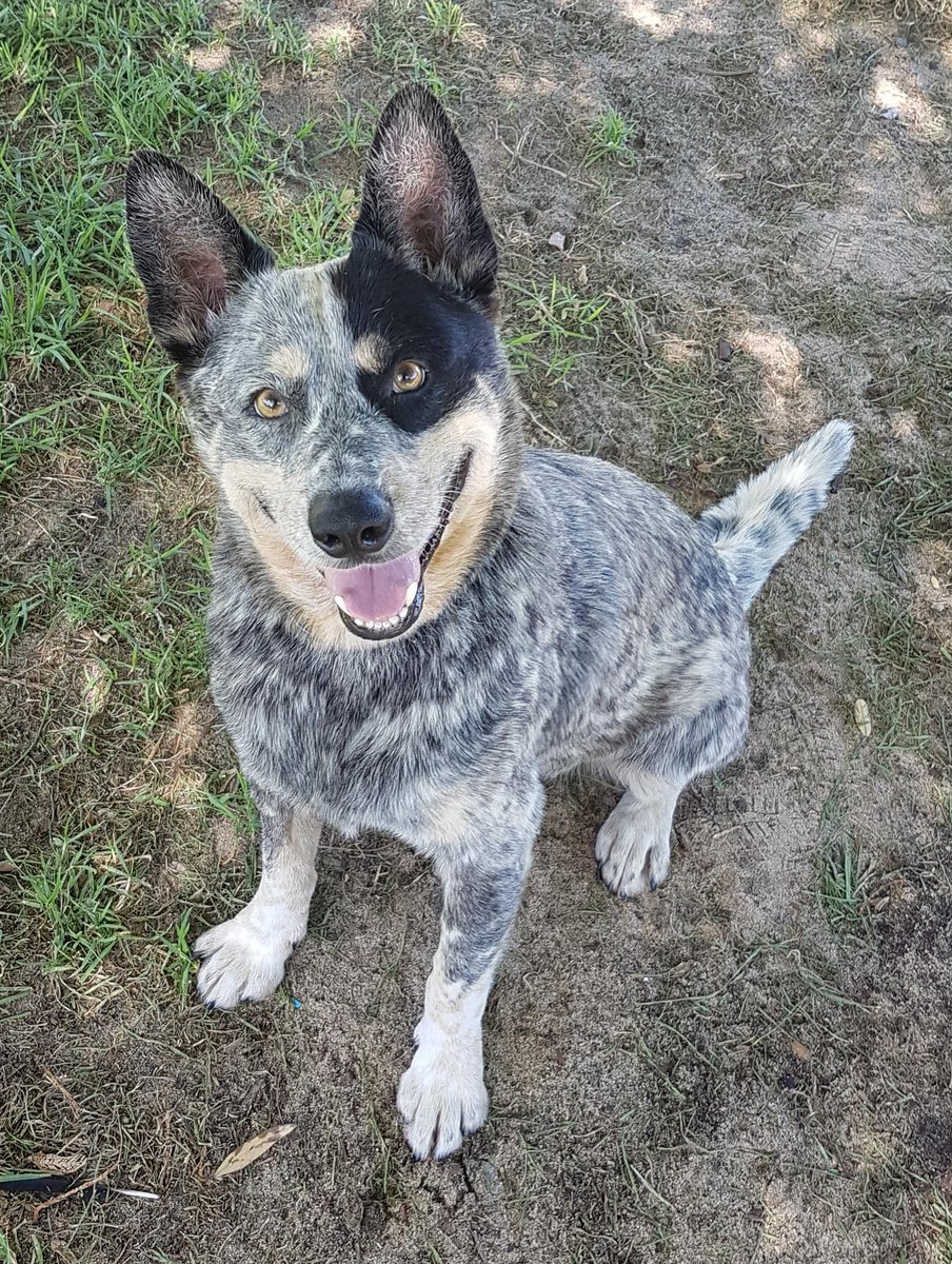 DogsRefugeHome's tweet photo. Cooee cobbers itโs me Vern! A 4 year old dinky-di, true blue Aussie cattledog looking for new place to lay me swag & call home. Would love an active mate who can knock around with me most of the day. Hooroo - see ya soon! @GilloArvos @tweetperth @6PR #giveadogahome #perthdogs https://t.co/rOLvK2bXbX