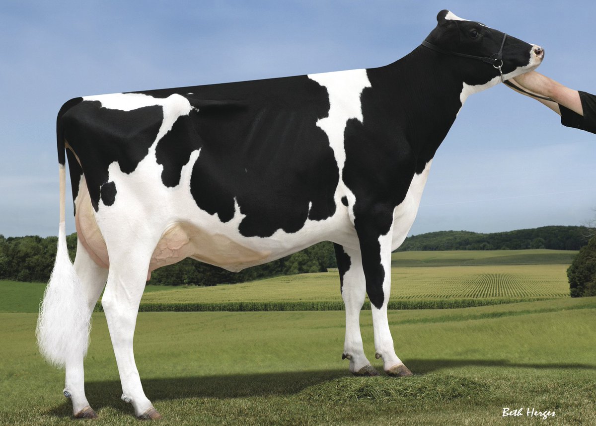 250HO12975 PHARO is a JEDI son that offers it all: type, fitness and production! He has a unique pedigree from a great maternal line at Sandy-Valley. Pictured is his dam, Sandy-Valley Bl Paradise-ET (VG-86).