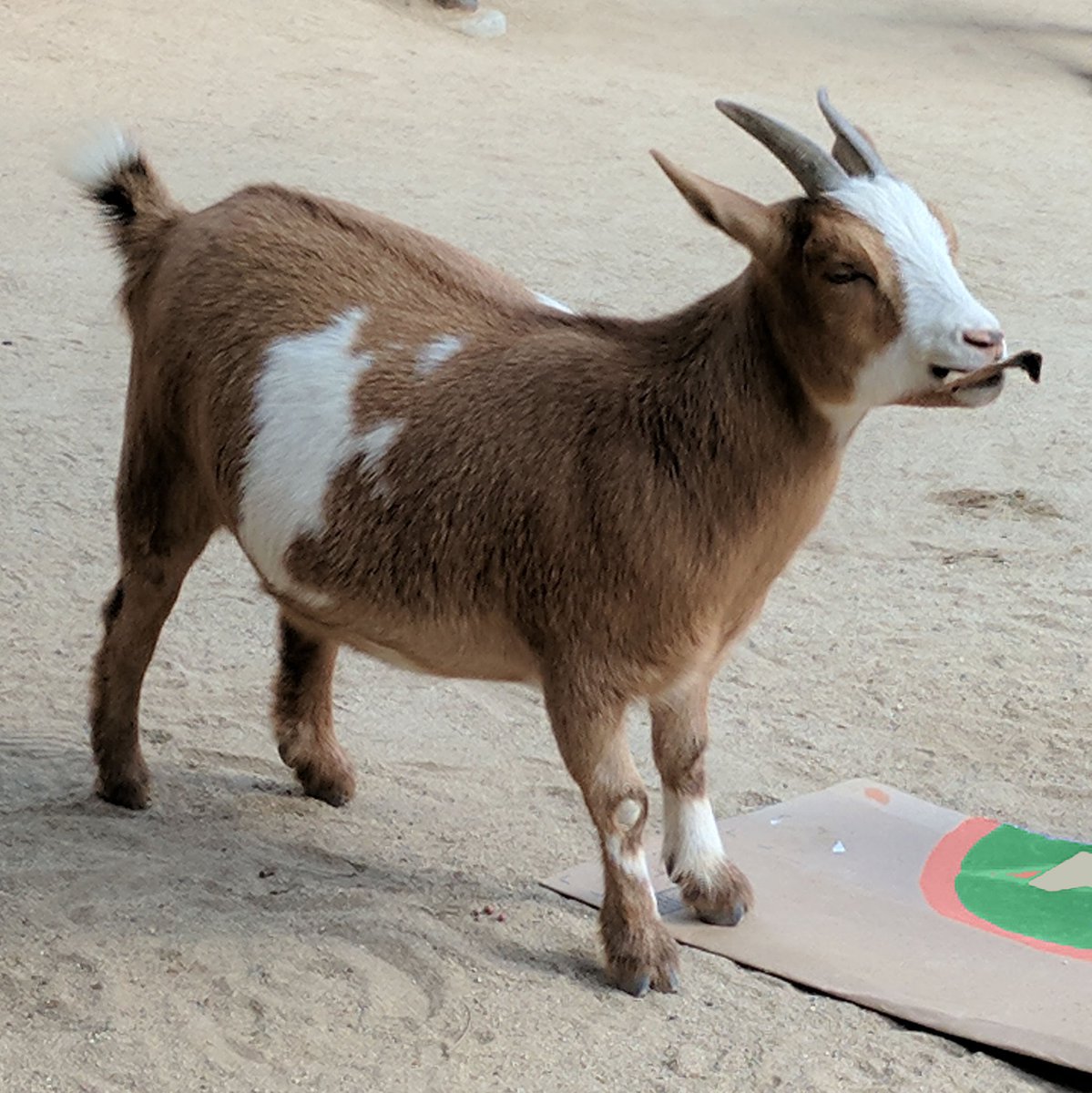 LAZoo's tweet photo. ⭐️⭐️⭐️ PROS &amp; CONS
Dwarf model provides rapid clearing of foliage, weeds, and unwanted shrubbery in a compact design. Exceptionally adorable, but also will devour clothing and paper if left unattended. Occasionally hard-headed but fun to have around.
#rateaspecies https://t.co/SCZIPCdcDA