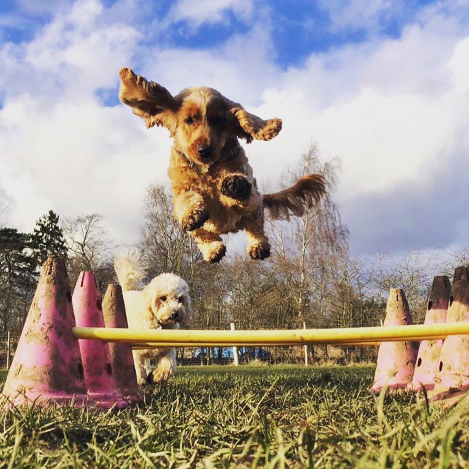 Naomi_Blogs's tweet photo. @clarebalding Bailey the cocker wishing she was competing at #crufts @Crufts https://t.co/kWkdZ1xSK2