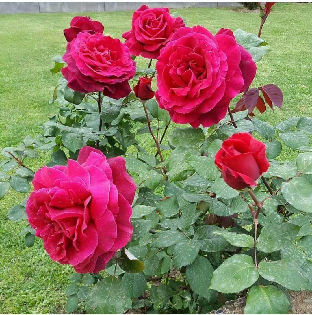YusufGece4's tweet photo. @canisi420  https://t.co/jL9xnyF2UU