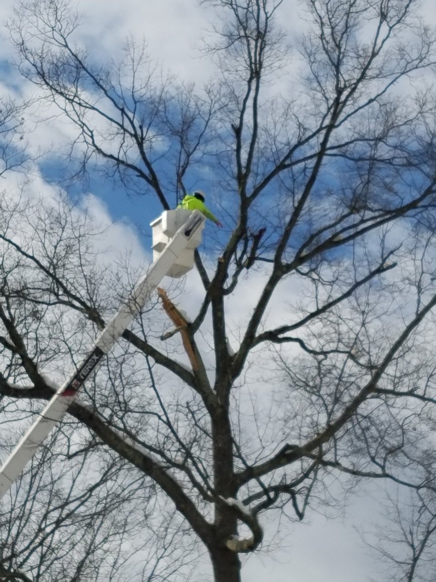 FlorhamParkSD's tweet photo. Damaged Limb removals #keepourschoolssafe #minisandy https://t.co/uIwhLupUm7