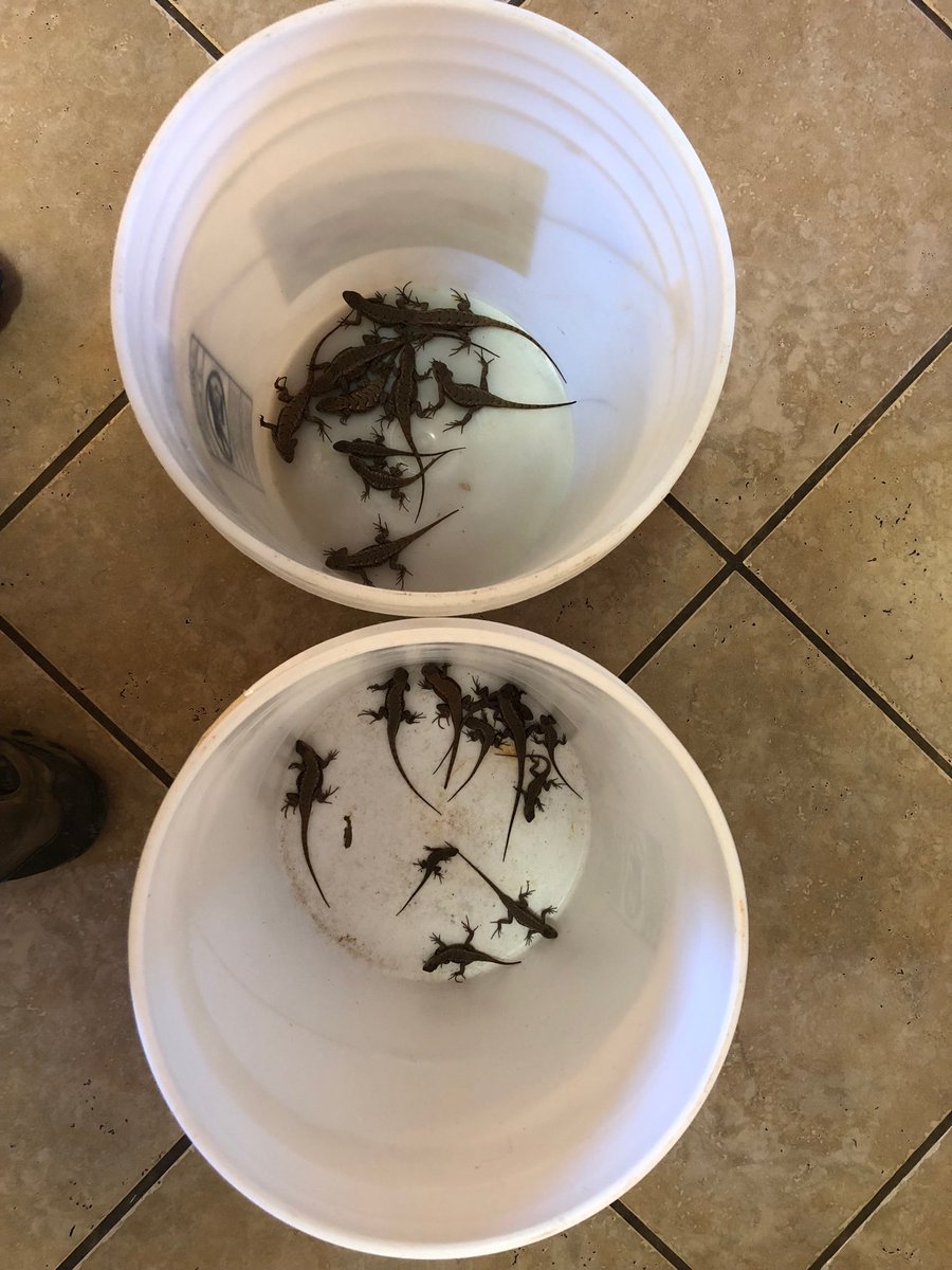 UCAHerpLab's tweet image. Not bad for March 9th! #ARlizards2018 #herpsci