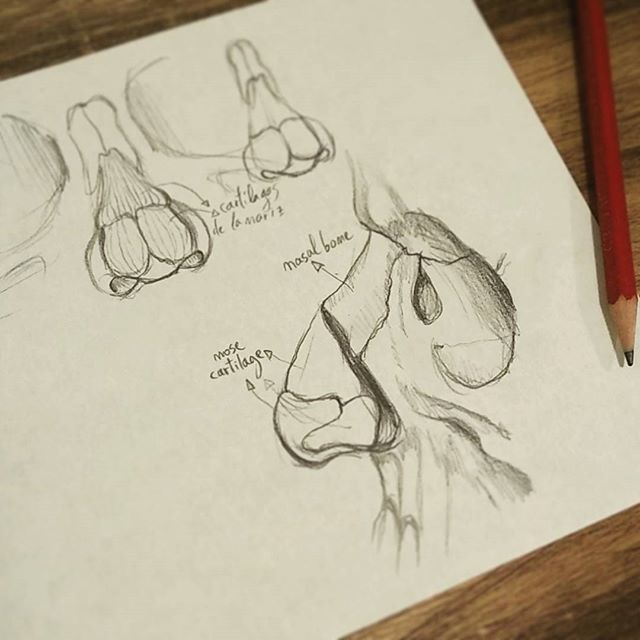 GravStudio_com's tweet photo. Esto tiene narices, pero hasta que lo consigues seguiré dibujando! #anatomystudy #drawing #sketch #nose #nosecartilage #nasal #skullart #realbones #fbtw #retodibujarbien https://t.co/KI4b0r5PpS