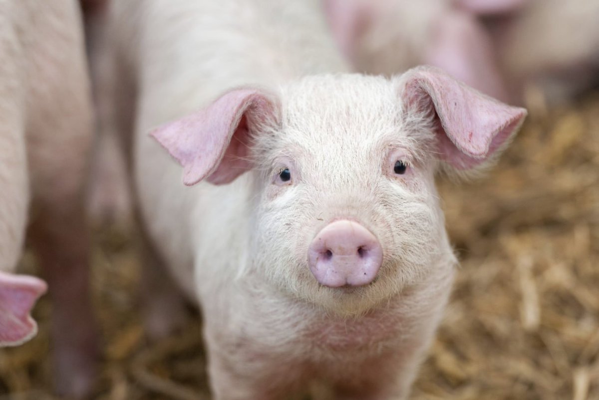humaneworldorg's tweet photo. #California ballot measure would set a new precedent for farm animal welfare across the globe. More: https://t.co/A7Tmtirk1a https://t.co/qA23Jk8Zgs