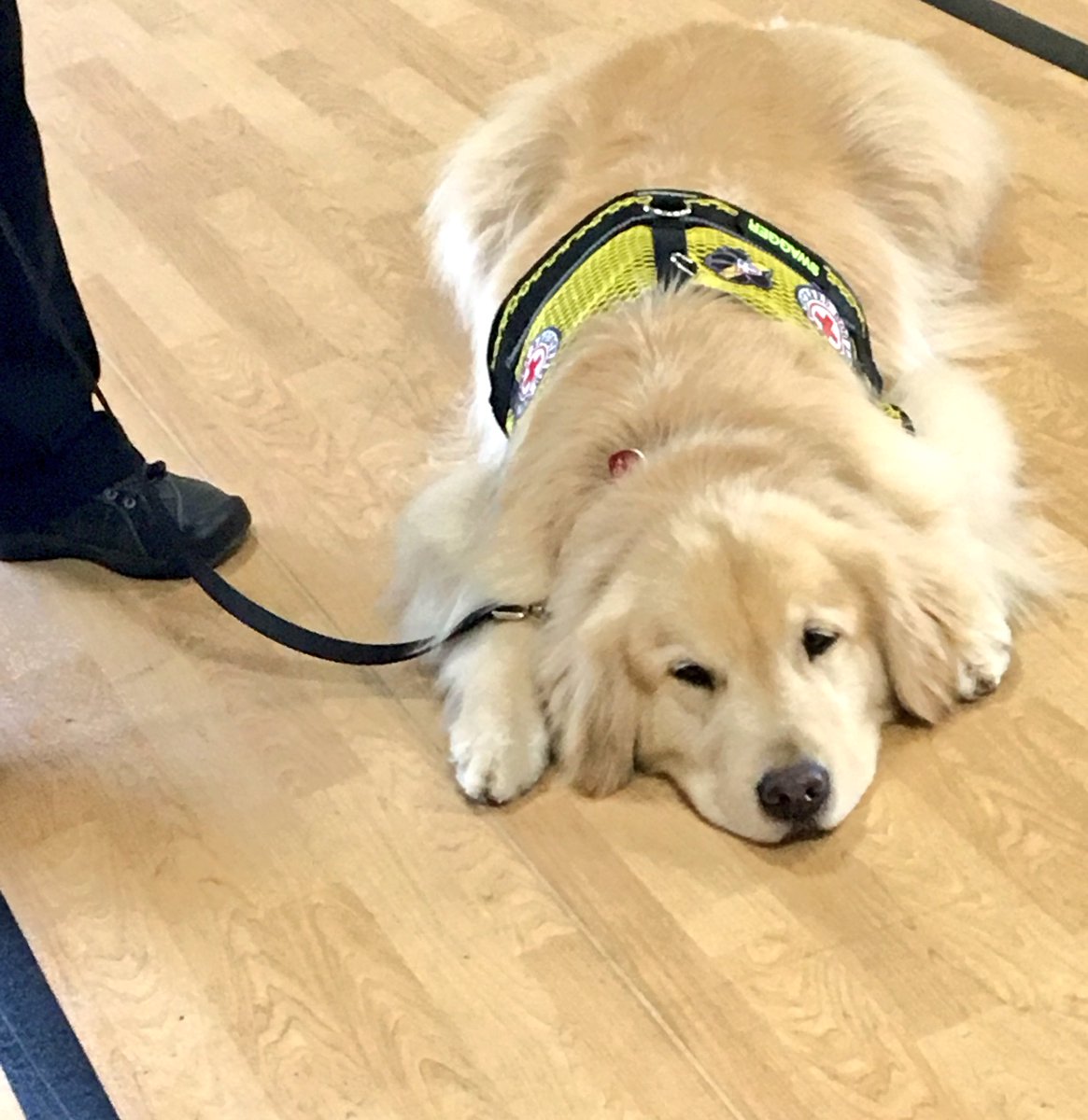 DAnglinFox4's tweet image. Crisis response dogs Swagger and Ozzie are here!They're great for calming down kids or anyone. #GasLineRepairs #PlayDay #NWDallas