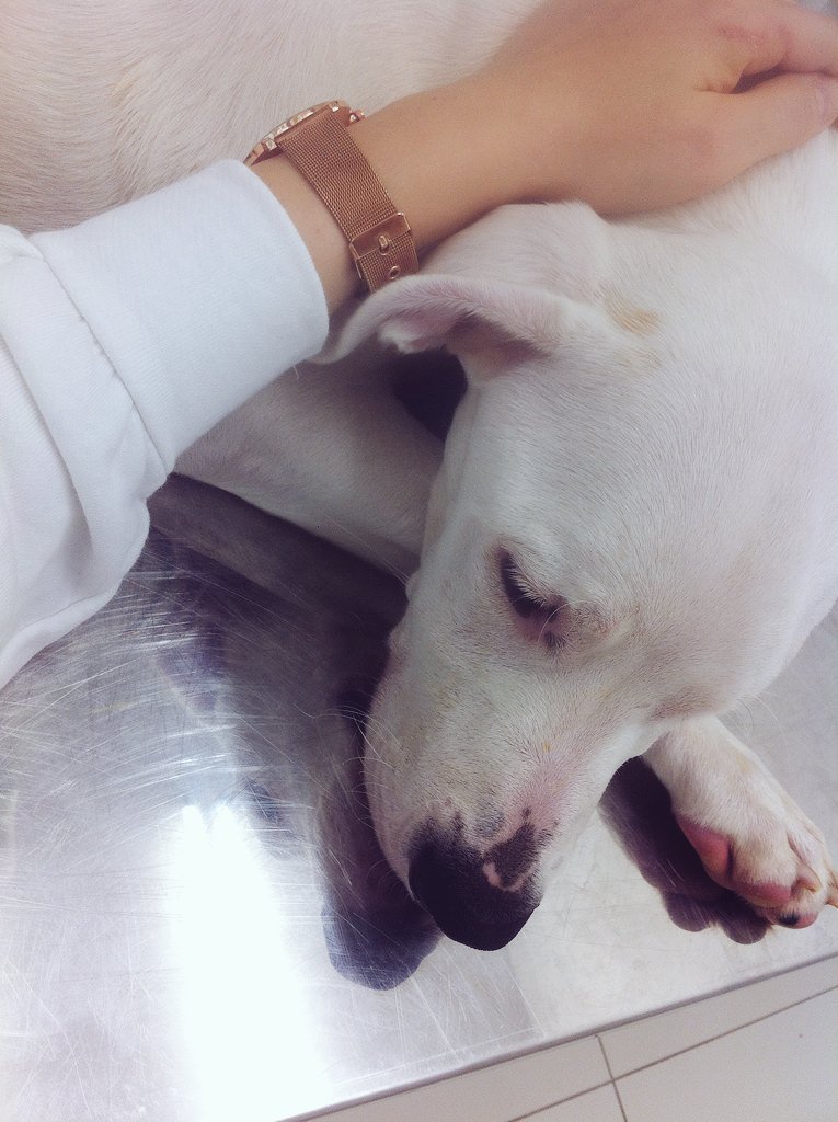 Sen ne güzel bir kızsın🐶