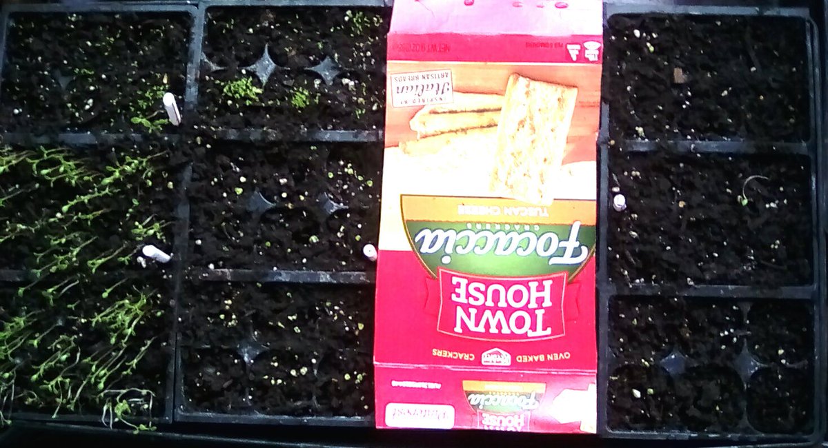 victorian_soul's tweet photo. #LithasMinionArmy lost some troops due to @MrGeorgeCat paying homage to Bast, but they still March onward. #gardening #seedlings 🌱🌞☔ https://t.co/W8WgcmW0P4