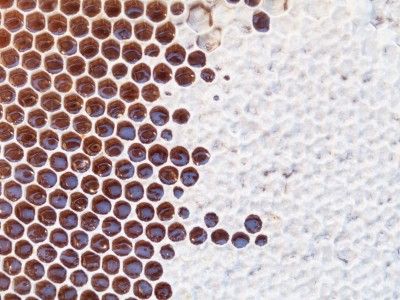 Come learn about the sweetest part of beekeeping . . . harvesting honey and beeswax!

April 14th at the Sustainable Food Center ✨buff.ly/2FqXVuI