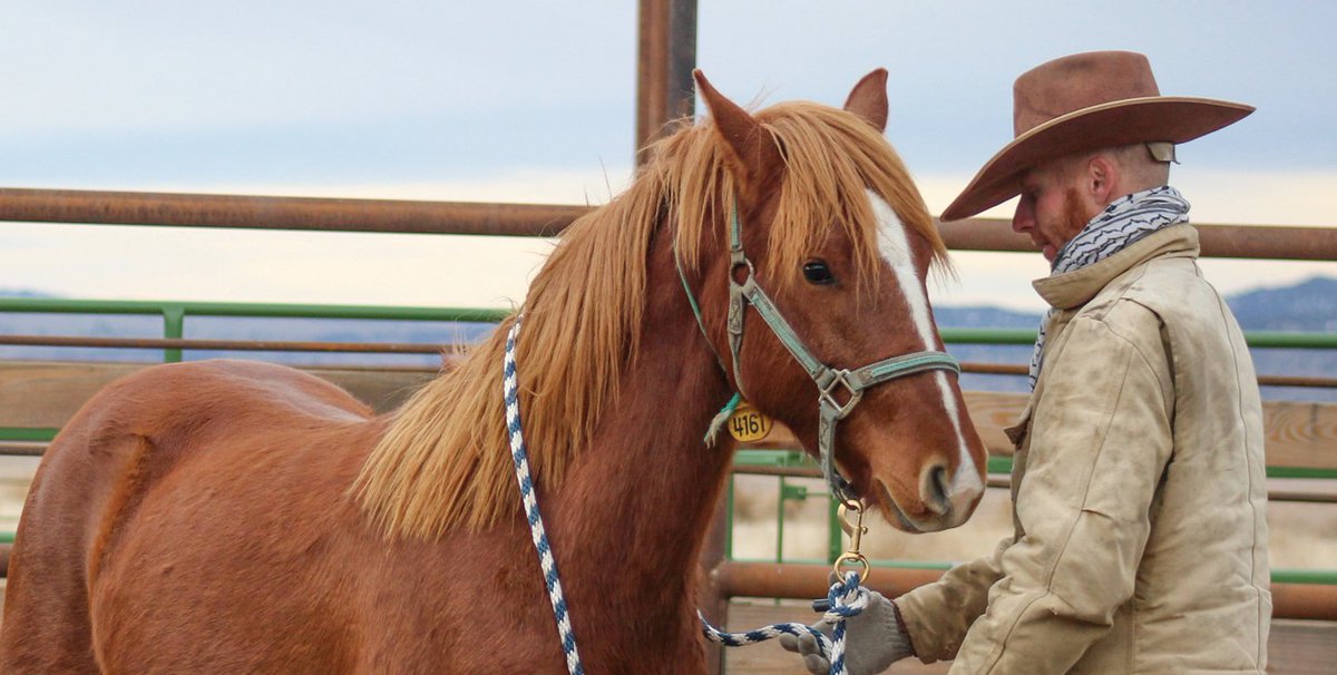 wljnet's tweet photo. A new, #grassroots effort to train #mustangs for #adoption may revolutionize the way #WildHorses are managed on the #WesternRange.
#farming #ranching #livestock #cattle #beef #agriculture #beefcattle #crops #horses #wildhorse #blm
https://t.co/NM8HpHi61w https://t.co/gofzhzdI58