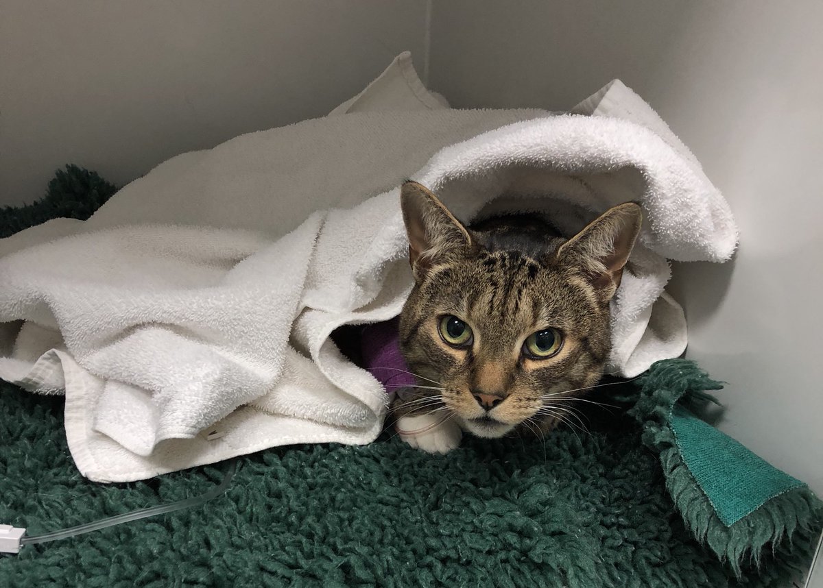 fitzpatrickref's tweet photo. Big thanks to Dylan Puss here for donating blood today & to yesterdayβs donor too π±β₯οΈπ± - two heroes helping another in need!
If your cat can help us out in the future too, please get in touch & weβll add you to our #catblooddonor list ππΌ https://t.co/2xrDnEAgR1