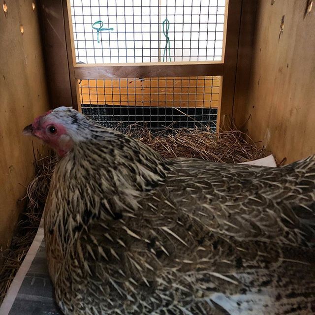gingagma's tweet photo. My new friend... #chickensinthecity #chooksinthecity #WHSCEC #randomaf #preparingfortheburbs #futurelife #lifegoals #alwayslearning #whanganuiatara #pōneke #wellington #aotearoa #nz https://t.co/j78R1T7TQj https://t.co/rfioygq8jn
