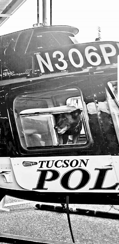 tucsonpolicek9's tweet photo. @ChiefCMagnus had to sit down with K9 Kiro and explain that he will not be able to fulfill his dream of being a Solo Motor Officer and Air One Pilot. Heโs devastated. #MalinoisProblems #PoliceK9 #TucsonPolice https://t.co/mThZ2lglOt