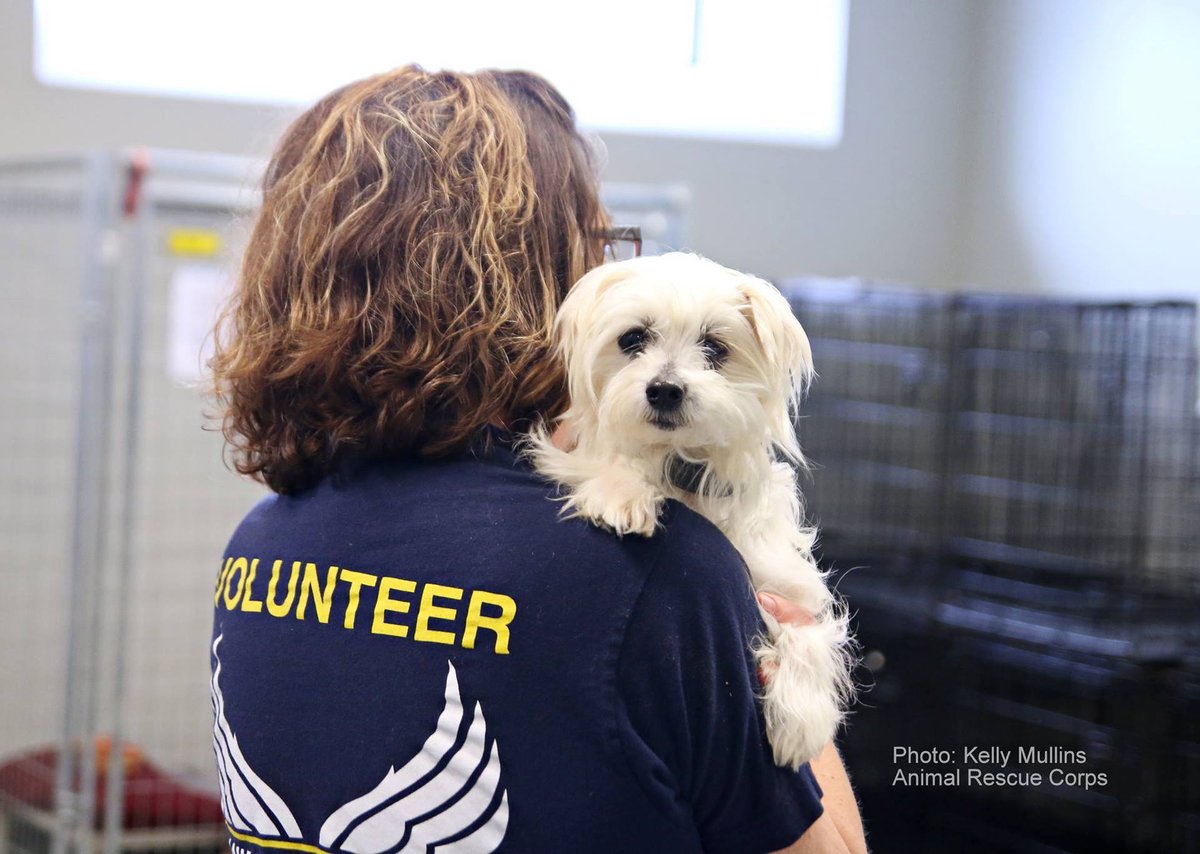 ARCorps's tweet photo. We need more VOLUNTEERS (18+ years of age) for next 10 days (especially weekdays) at ARC Rescue Operation Center in LEBANON TENNESSEE. Please email volunteer@animalrescuecorps.org and include the days and shifts you are available. The shifts are 9am-1 pm and 1pm-5pm every day. https://t.co/VoZvIEIFLV