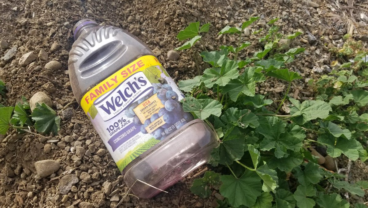 TheBabylonBee's tweet photo. Bottle Of Welch's Grape Juice Discovered Near Site Of Last Supper https://t.co/UvB8eYKBeS https://t.co/nq9WNL3PVo