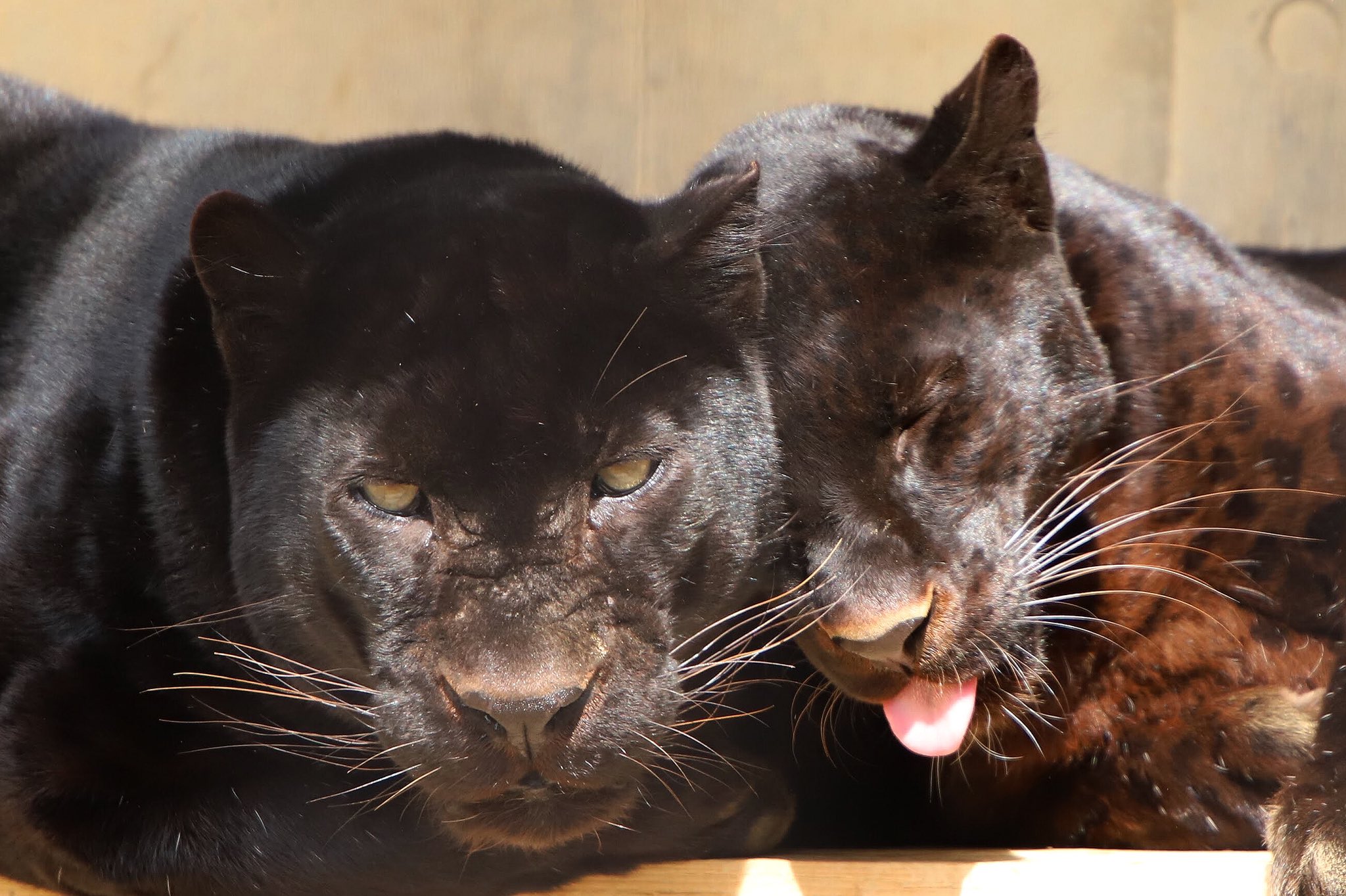 Animal Photographys A Twitter 仲のいい黒ヒョウ夫婦ショット シュバルツ のヒョウ柄がきれいに見えました 浜松市動物園 黒ヒョウ クロヒョウ Animal Photographys A Twitter 仲のいい黒ヒョウ夫婦ショット シュバルツ のヒョウ柄がきれいに見えました 浜松市動物園 黒ヒョウ クロヒョウ