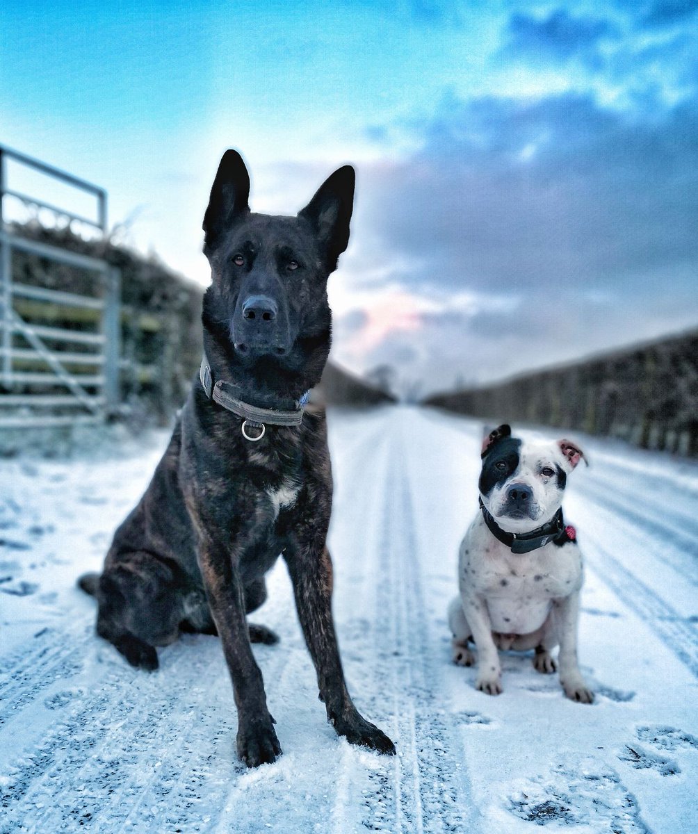 Police Dogs Fozzy and Boris. Partners in crime. #rescuestaffie #dutchherder #crufts