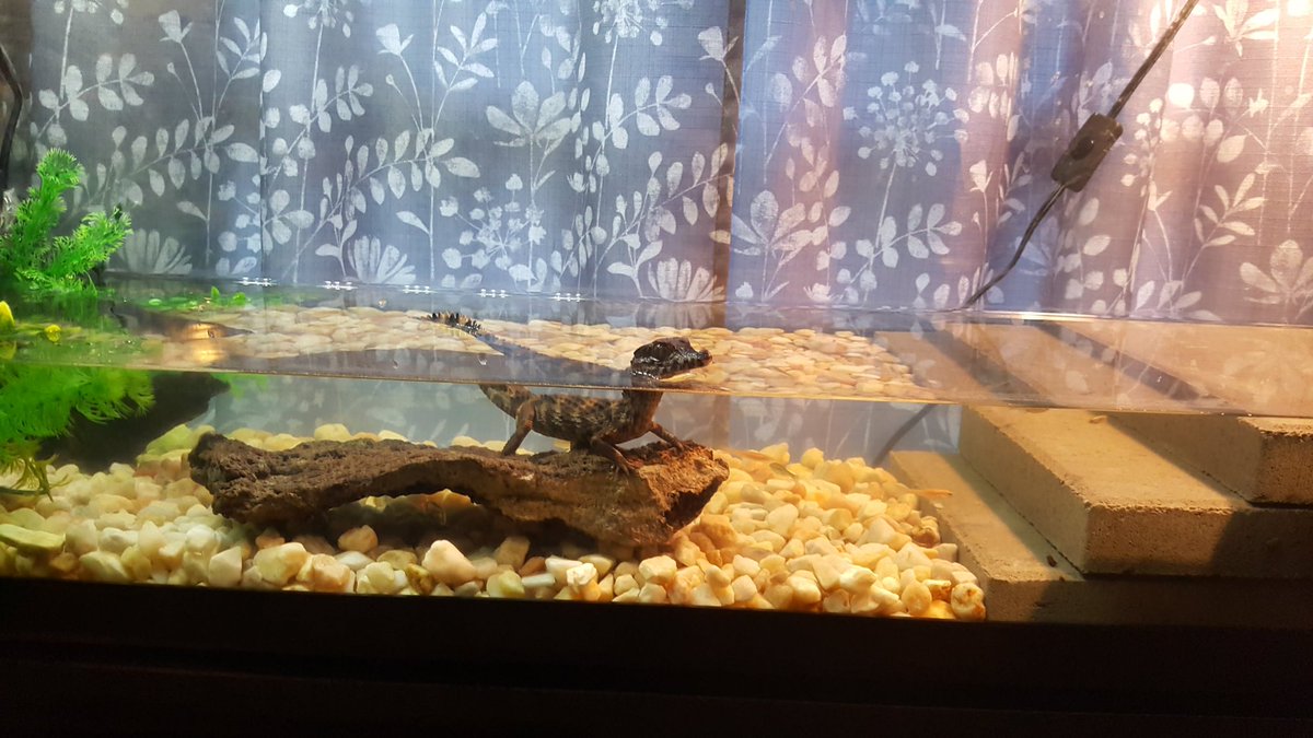 PaulVoight's tweet photo. #cuvierdwarfcaiman #cuvierdwarf #caiman #crocodile #petcaiman https://t.co/NWEnRdXk8p