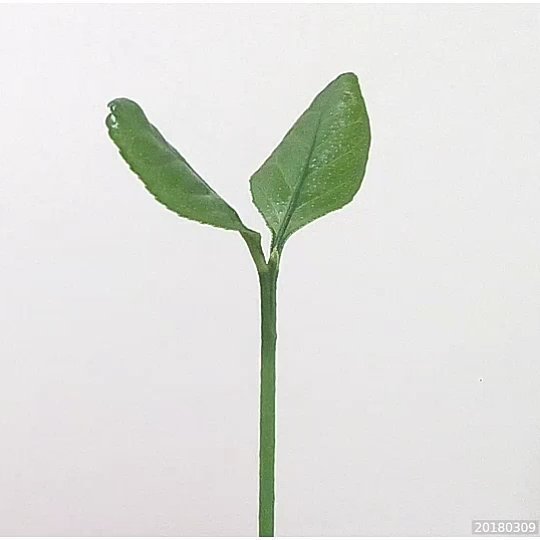 conceptiasis's tweet image. #🌱 #🍋 ift.tt/2FDeYJ3