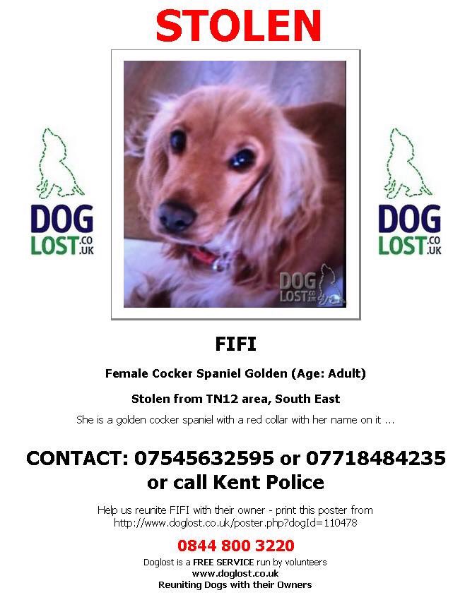 rosieDoc2's tweet photo. #findfifi golden #cockerspaniel someone took her that day...within moments of the door being opened! Standing wagging her tail...GONE #Kent 

HER MUM IS BROKEN 💔 https://t.co/GzuSGdejYt