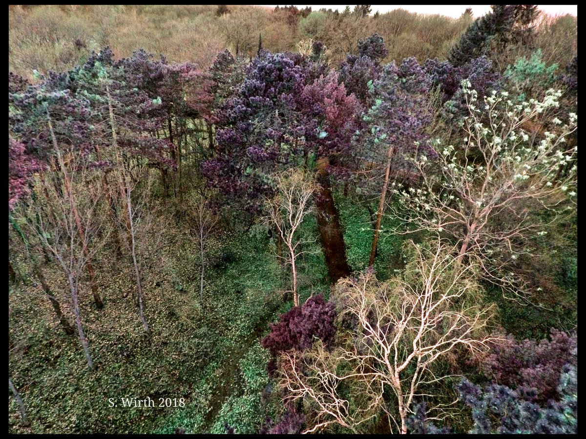 wirthstef's tweet photo. #Park #landscape. #Berlin #March 2018. Copyrights #StefanFWirth
#photography #drone #quadcopter #flying #birdperspective #Breeze #yuneec #forest #woods #winter #trees #treetrunks #artistic #artfilters #art #differenttrees #mixedforest #pathway #forestground #green #red #white https://t.co/Uvvz3iLfcz