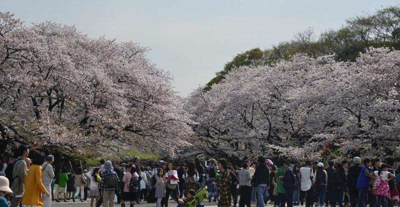 planetyze's tweet photo. Tokyo in March - things to do, cherry blossom, events and festivals | TripleLights

Find out the events and festivals to go to during your Tokyo visit in March! 

click here for more --> https://t.co/cDlwoIiQsR https://t.co/rdypFPX2io