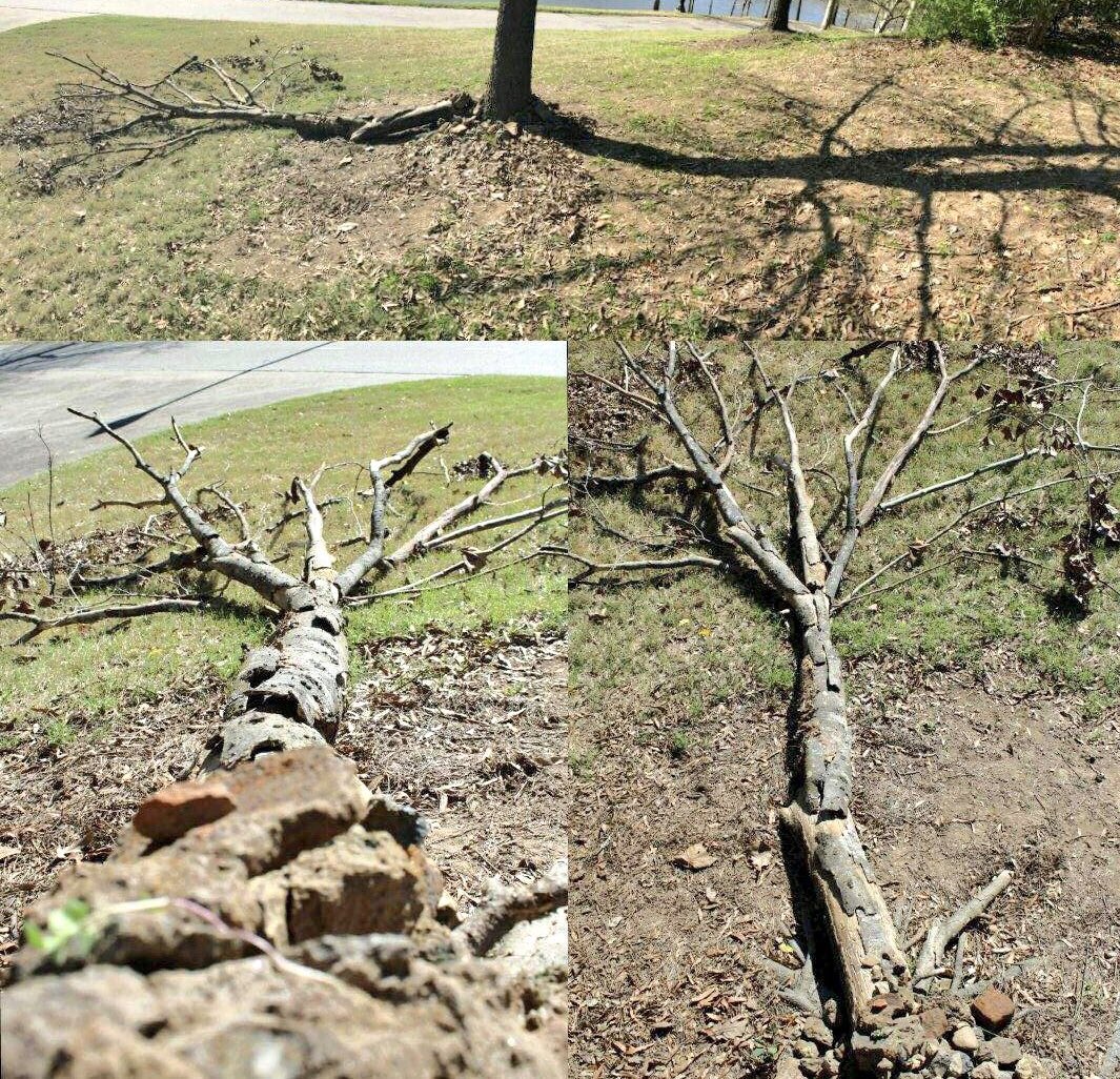 krKaiserART's tweet photo. BCHS takes 3rd place in the Andy Goldsworthy natural intervention art #NAHSthrowdown! #WOOPWOOP #RedskinsCreate #PrideoftheTribe #proudartteacher #GAEA https://t.co/tvCKvVsYUj