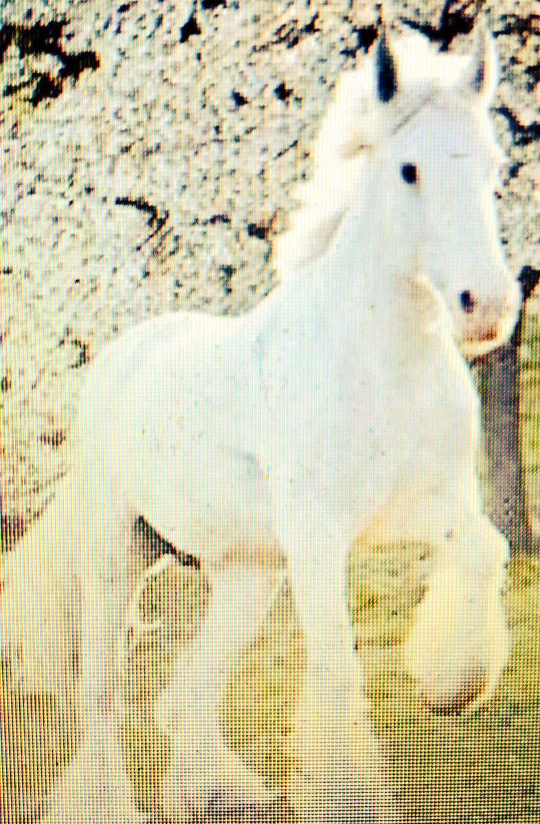 lava_roe's tweet photo. “As the #automation #industry was growing at a rapid pace, the #household #pet industry was changing...an #automated pet was now capable of being filled w/ life. Made of #silicone anything was possible. #SnowWhite was a #beautiful pure #white #thoroughbred. Stella👑pg44 #Royals https://t.co/XWPuME6civ
