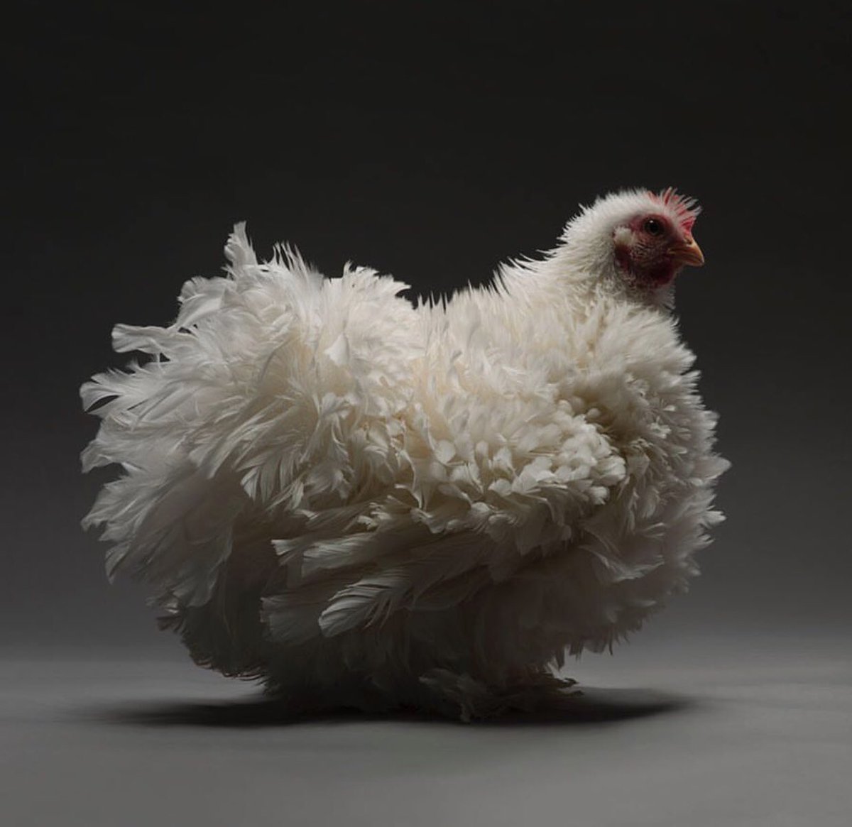 norm's tweet photo. Today I learned that chicken photography is a thing. https://t.co/bxTAYf1SpV