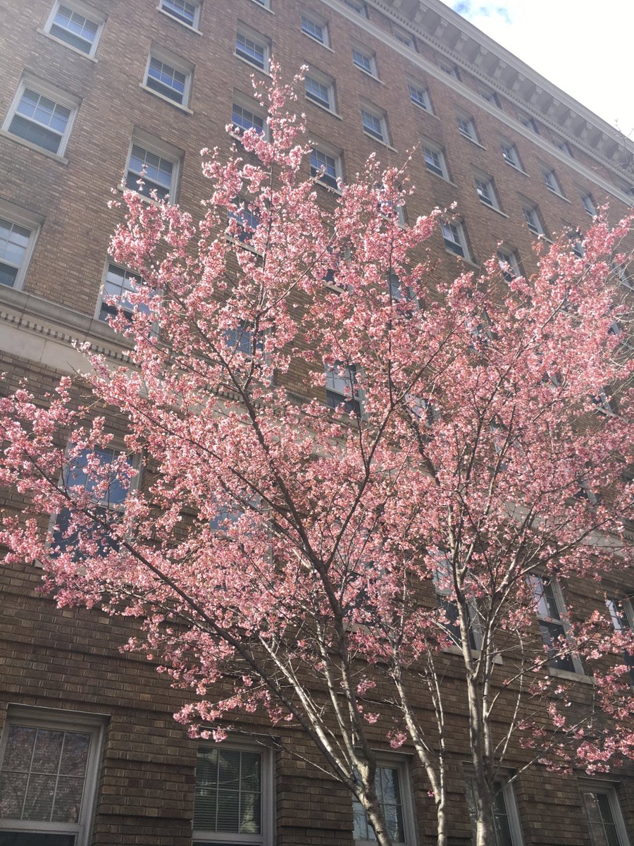 TheAdamsInn's tweet image. Cherry blossom are beginning to bloom in some part of the city.
 #Adamsinn #Cherryblossom2018 #WashingtonDC