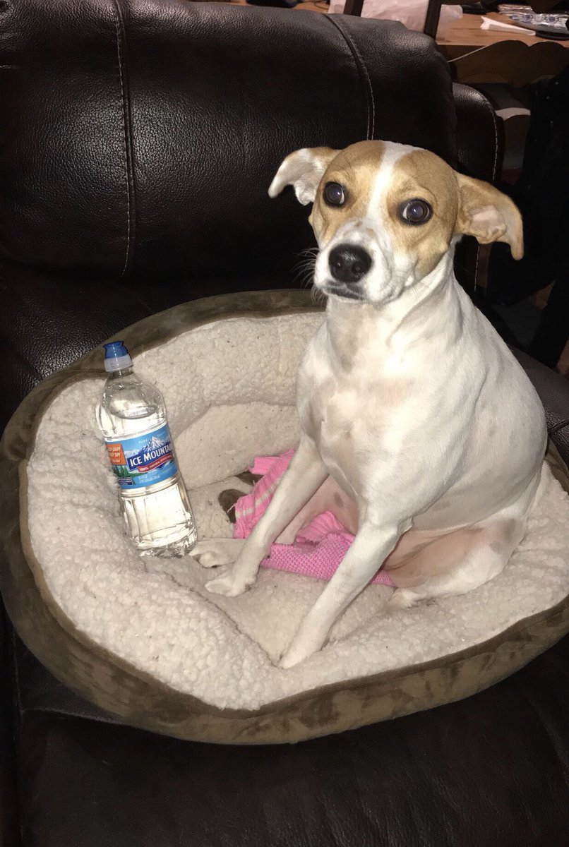all1mar's tweet photo. When your dog steals your water and puts it in her bed 🙄 I’m glad she has good taste in spring water! @IceMountainWtr #proudemployee #sillydog https://t.co/U21iTUWvDw