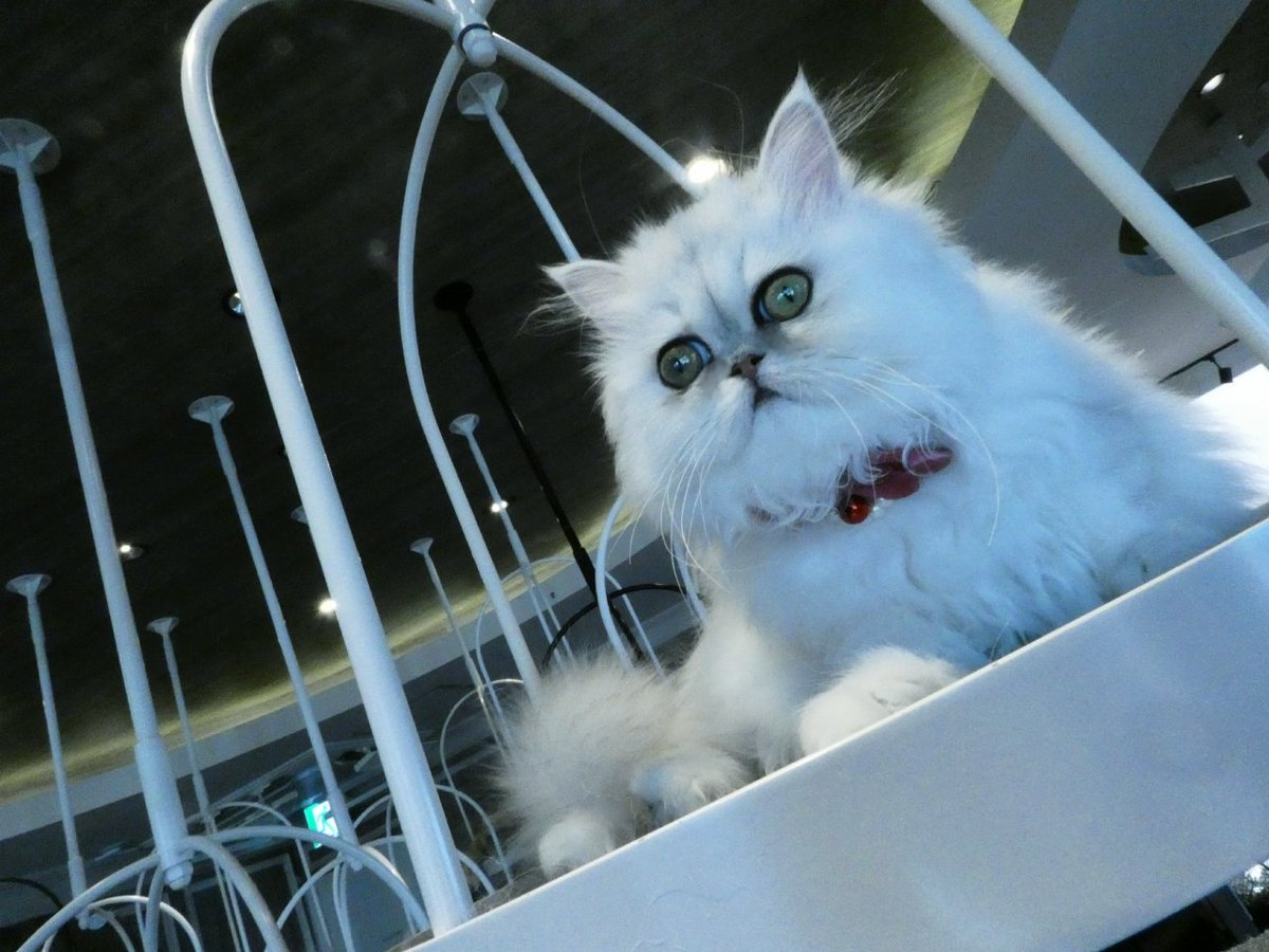 spacecat_omeme's tweet photo. この円盤……ヨキデス(´｡✪ω✪｡ ` )✨💫

#宇宙から来た
#猫
#スペースキャット
#おめめ
#ゆめかわいい
#ペルシャ
#円盤 https://t.co/80IX9uoxjN