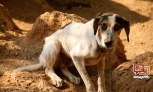 STGnews's tweet image. Legislators decide fate of bill requiring pet owners to provide shelter for animals
#utpol  #utleg #session2018 #2018UtahLegislature #animalcarrier #animalcruelty #animalshelter #dogcrate #Sen.GeneDavis
stgeorgenews.com/news/archive/2…