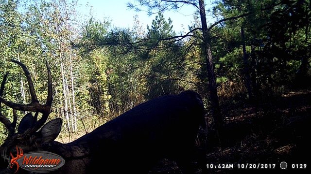 bw_ranch's tweet photo. Is 2018 the year to take these two down? Stay tuned!! https://t.co/61aZ0a0pta