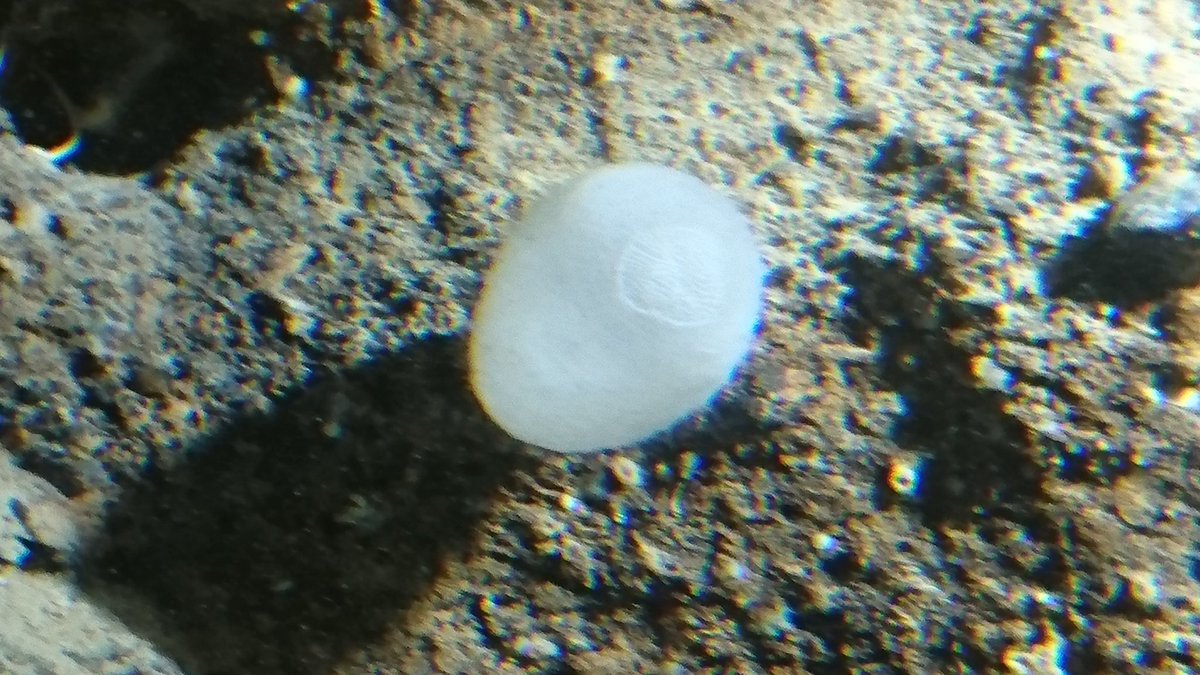NumazuDeepsea's tweet photo. 何を採っても初展示🙆ありえね〰 https://t.co/IPeVUnc0kN