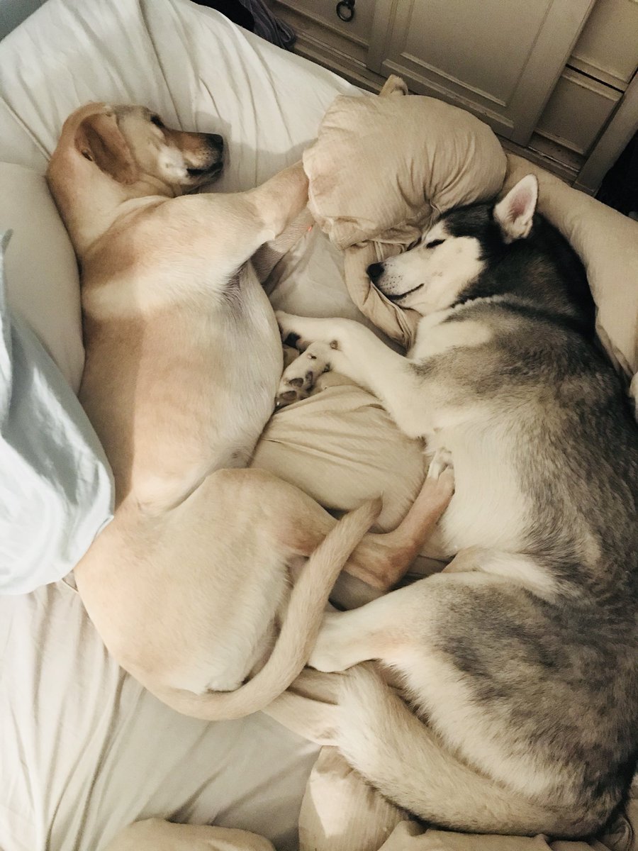 7crownzwolfandhound🐾 on Twitter: "My sleeping babies... 😴💤 I love how  they sleep together... #mylife #myloves #dogs #pets #cuteness #puppylove  #PuppyCouple #dogsoftwitter 💤😴 https://t.co/RUo8vvHP3g" / Twitter