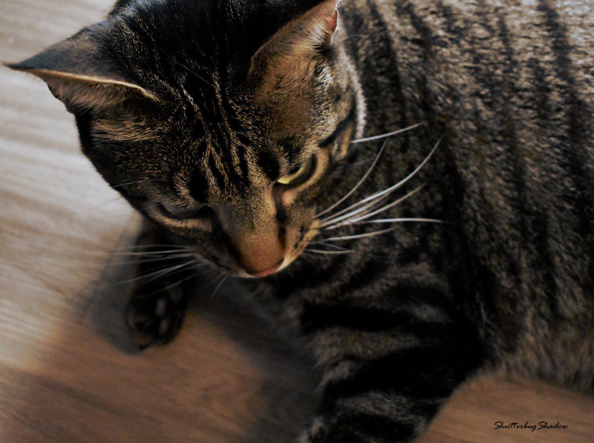 ShutterbugShado's tweet photo. #Shutterbug #ShutterbugShadow #CatsOfTwitter #Loki #kitty #tabby #cats #Cozy #PhotographyLovers #PhotographyIsArt #Photography #CatPhoto #CatPicture #CatLovers #CatLove #CatLover @Criptan420 https://t.co/dD8YS5m2Cp