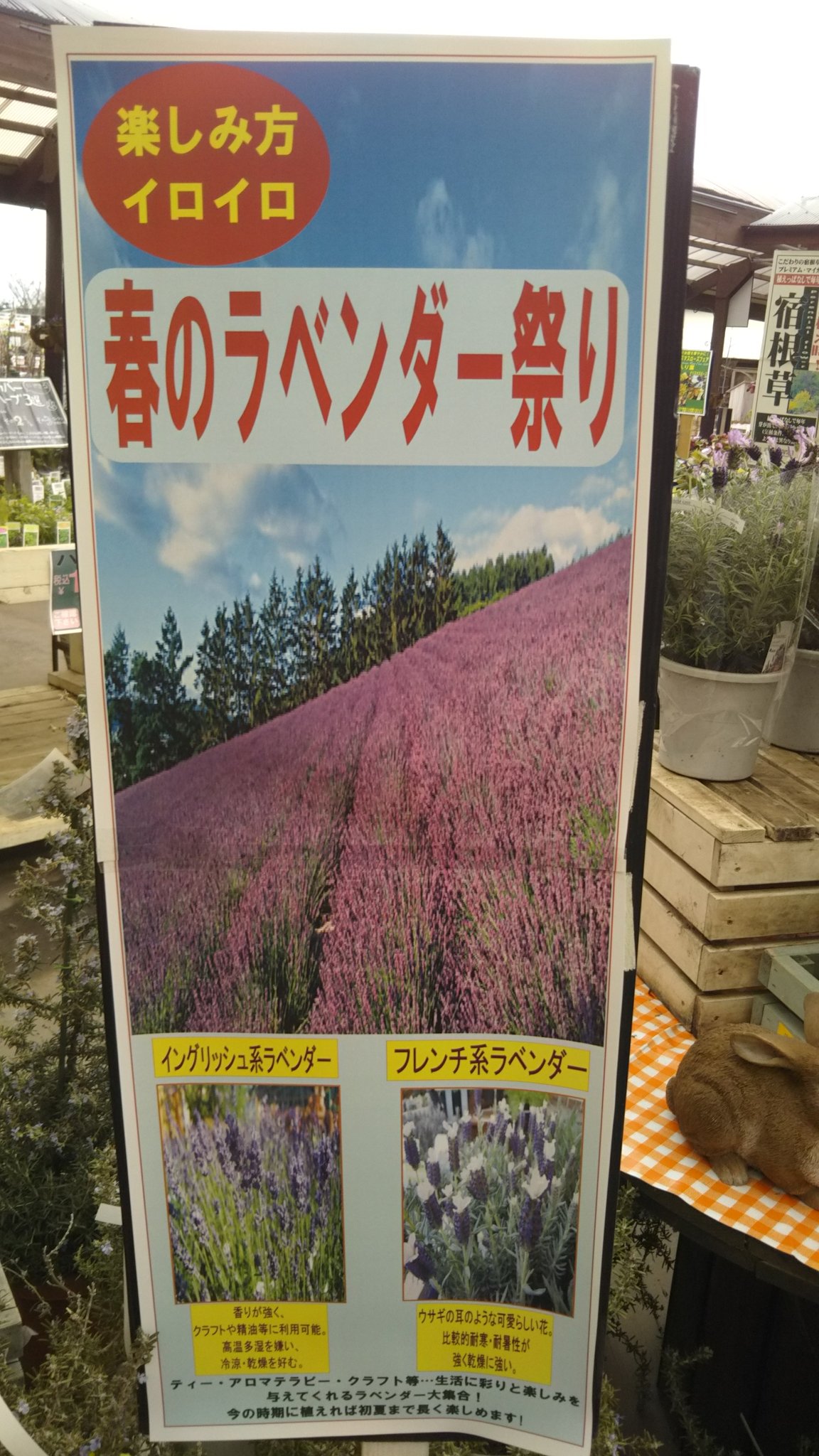 ジョイフル本田 ガーデンセンター Ar Twitter ガーデンセンターひたちなか店 茨城 ラベンダー 入荷してますよー ラベンダーだけを寄せ植えすると とっても素敵 ご家庭の花壇でも ラベンダー畑が作れますよ ラベンダー好きにはたまりません