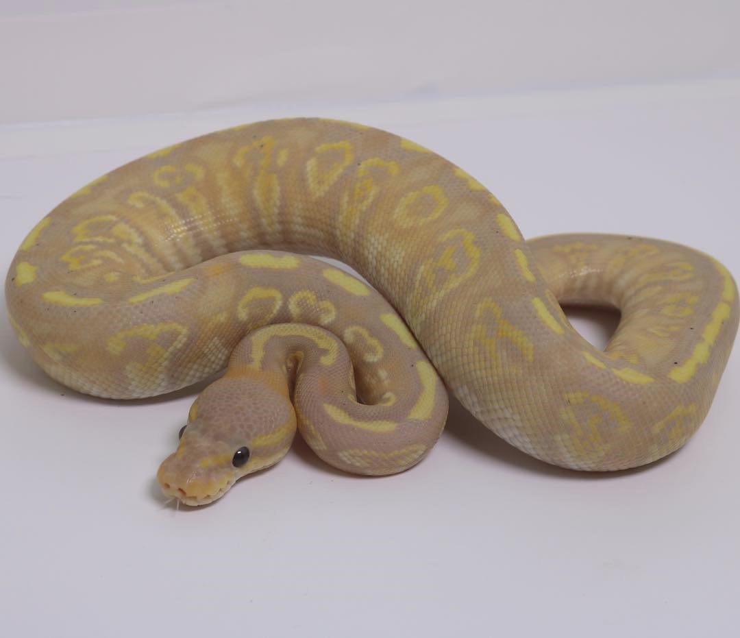 _Snake_KingScar's tweet photo. Banana phantom nannyAm I the only one that sees hearts on her sides🤔
Credit to : @next__level__exotics
Look at the soft and soft beauty of the snake. Do you have the courage to touch it?
#snakesofinstagram #snakes #petsnake #starpythons #pythonsofinstagram https://t.co/LeSPdWrDuZ