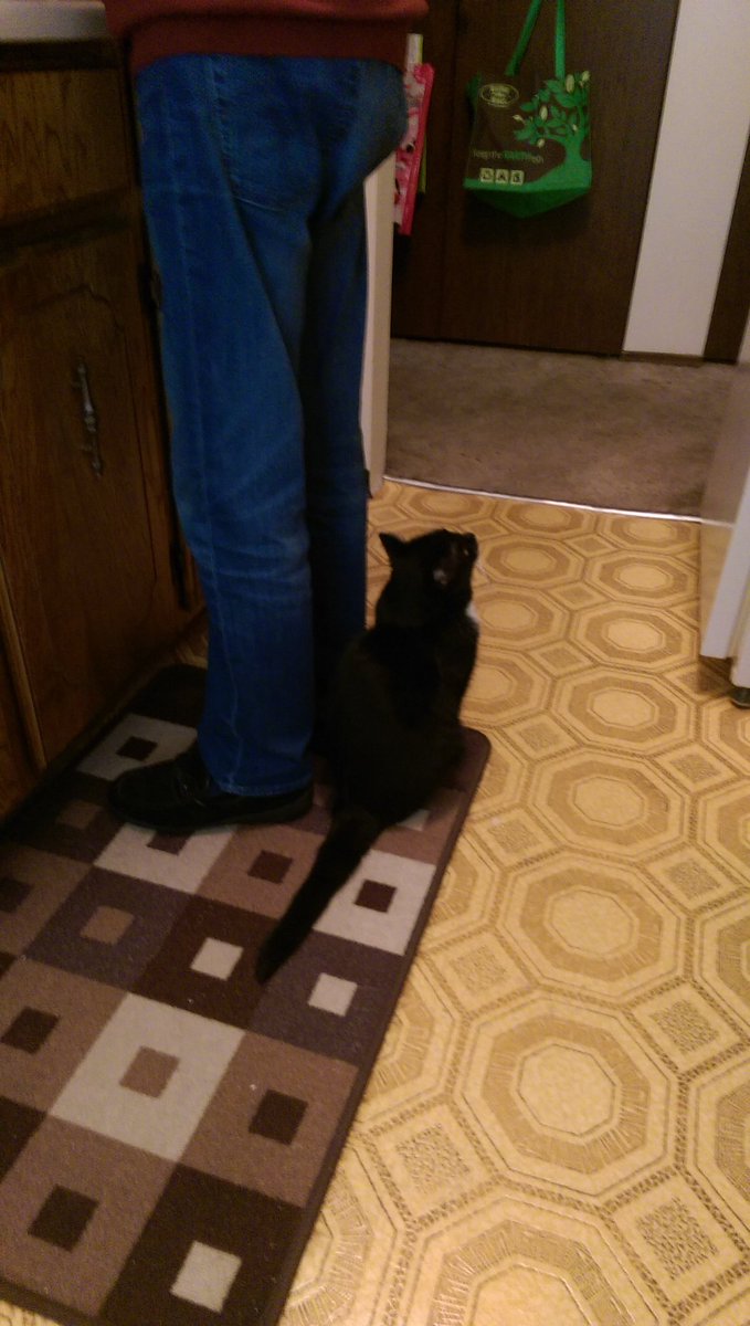 MiloWigzell's tweet photo. Happiness is the sound of a spoon against my food bowl! #secondserving https://t.co/04E9s3dYyd